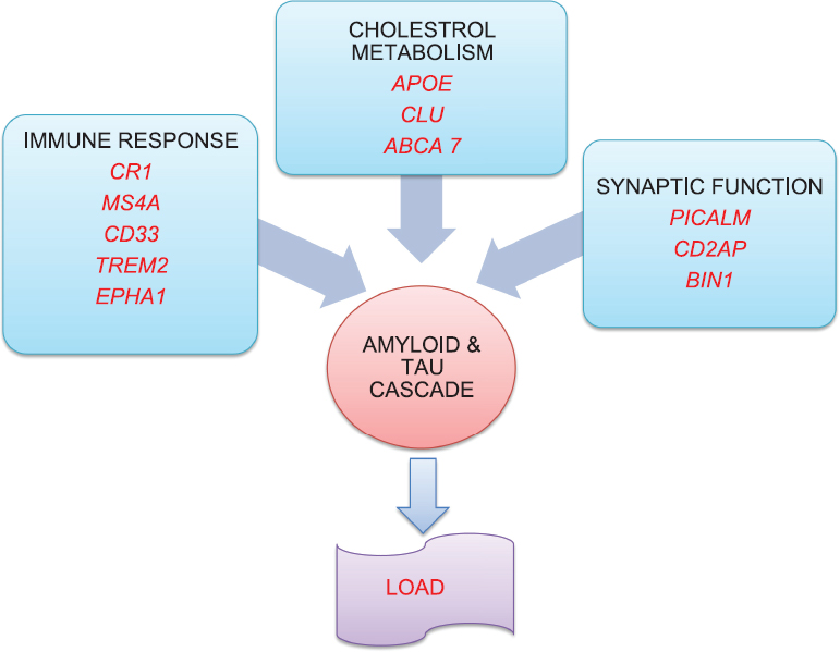 Interconnected responsible pathways to cause amyloid and tau accumulation. Gene involved in AD pathogenesis can be broadly grouped into 3 categories; immune response (CR1, MS4A, TREM2, CD33, EPHA1), cholesterol metabolism (APOE, CLU, ABCA7), synaptic function (PICALM, CD2AP, BIN1). The cumulative effect of all these genes is manifested through the final common pathway of amyloid and tau cascade.