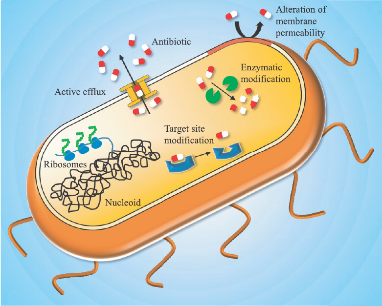 The four major mechanisms by which the bacterial cells develop multiple drug resistance. (i) Altering the cellular permeability to avoid the entry of antibiotics into the cells, (ii) modifying the targets of the antibiotics so that they can no longer act on them, (iii) enzymatic modification of antibiotics to render them inactive, and (iv) expression of efflux pumps to pump out antibiotics from cell interior.
