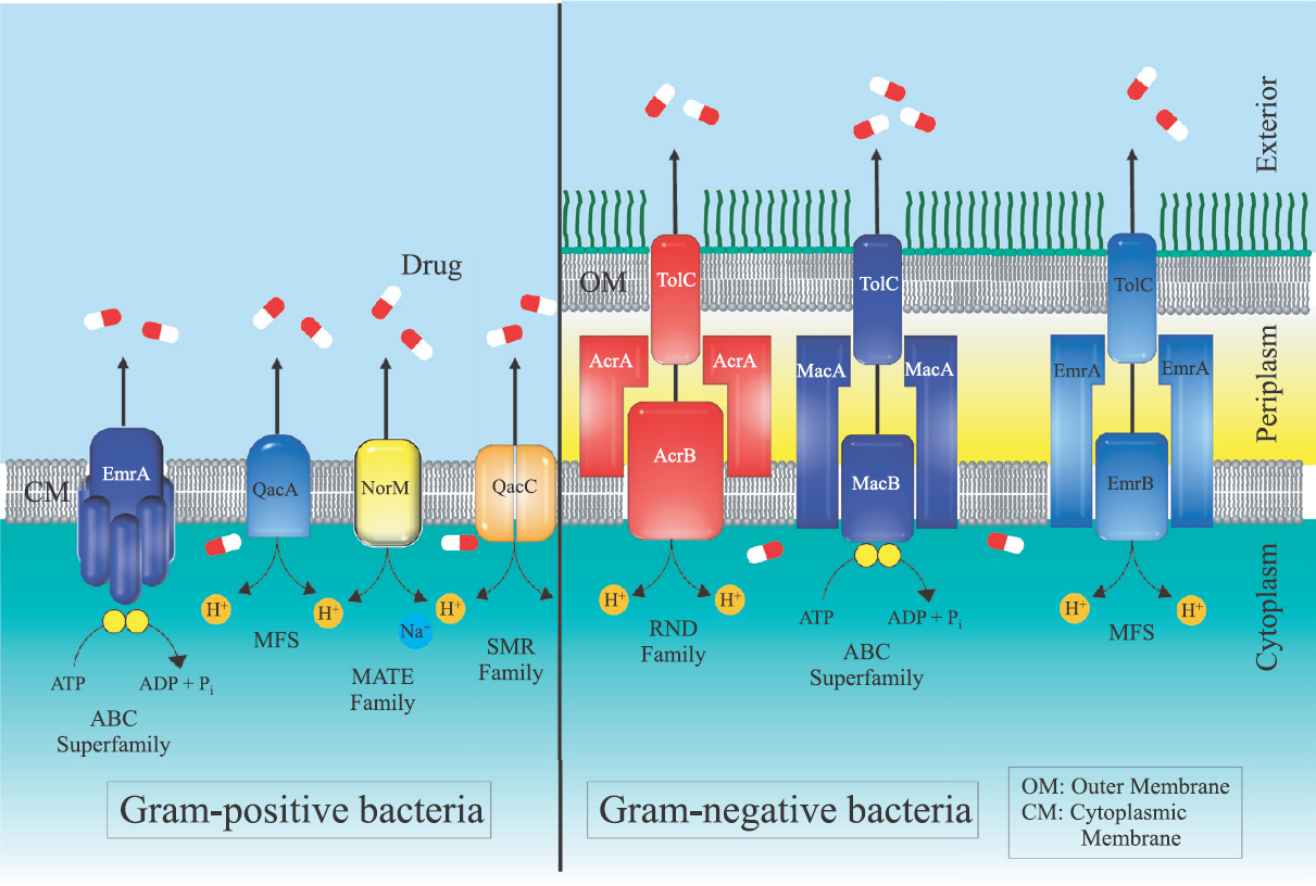 The five classes of efflux pumps in bacteria, (i) ATP-binding cassette superfamily, (ii) major facilitator superfamily, (iii) multidrug and toxic compound extrusion family, (iv) small multidrug resistance family, and (v) resistance nodulation division family. The organization of these efflux pumps is different in Gram-positive and Gram-negative bacteria.