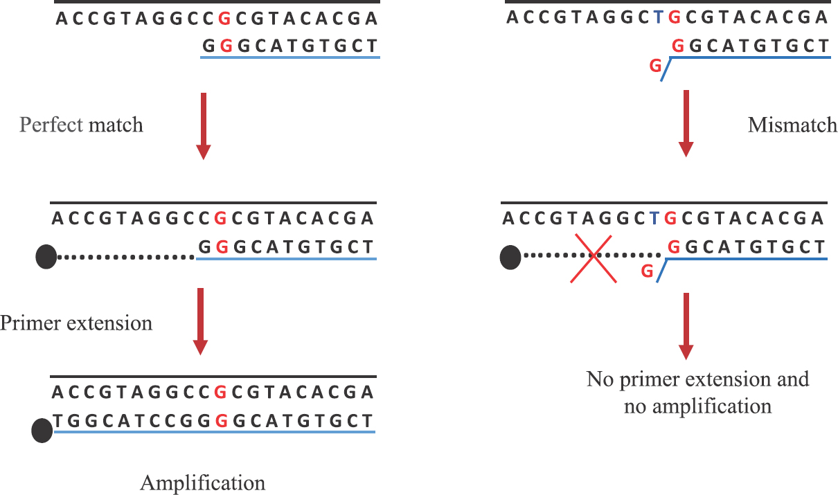 Principle of the mismatch amplification mutation assay-polymerase chain reaction.