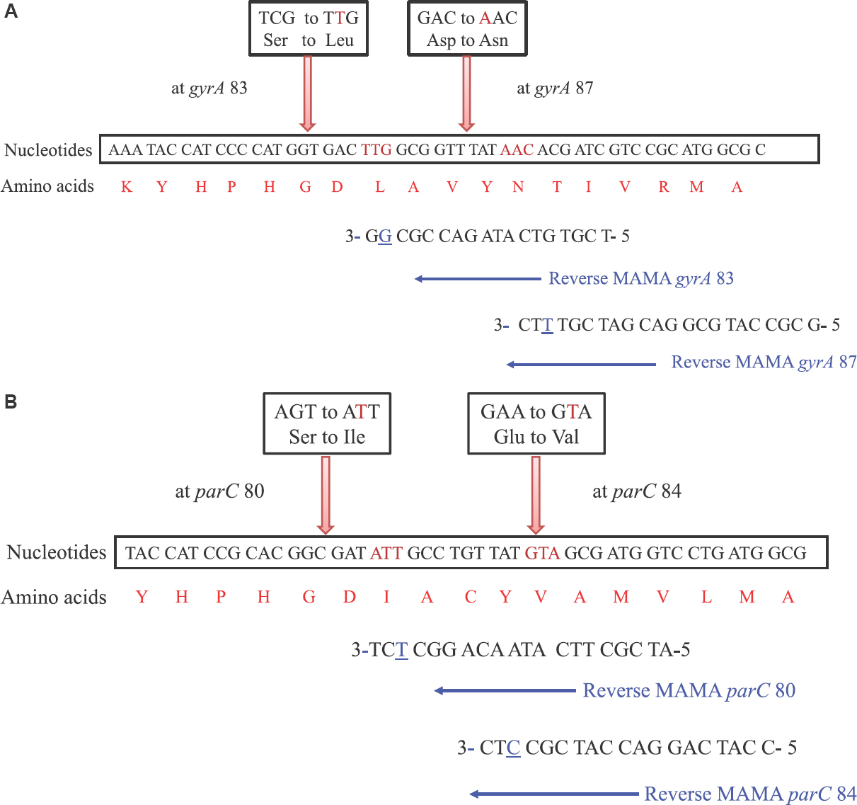 Illustration of mismatch amplification mutation assay-polymerase chain reaction primers for gyrA (A) and parC (B) mutation detection. The underlined nucleotides are mismatched nucleotides at 3’ end of each mismatch amplification mutation assay primer. The amino acid found in the native protein and the changed amino acid due to point mutation are indicated above the corresponding nucleotide sequences.