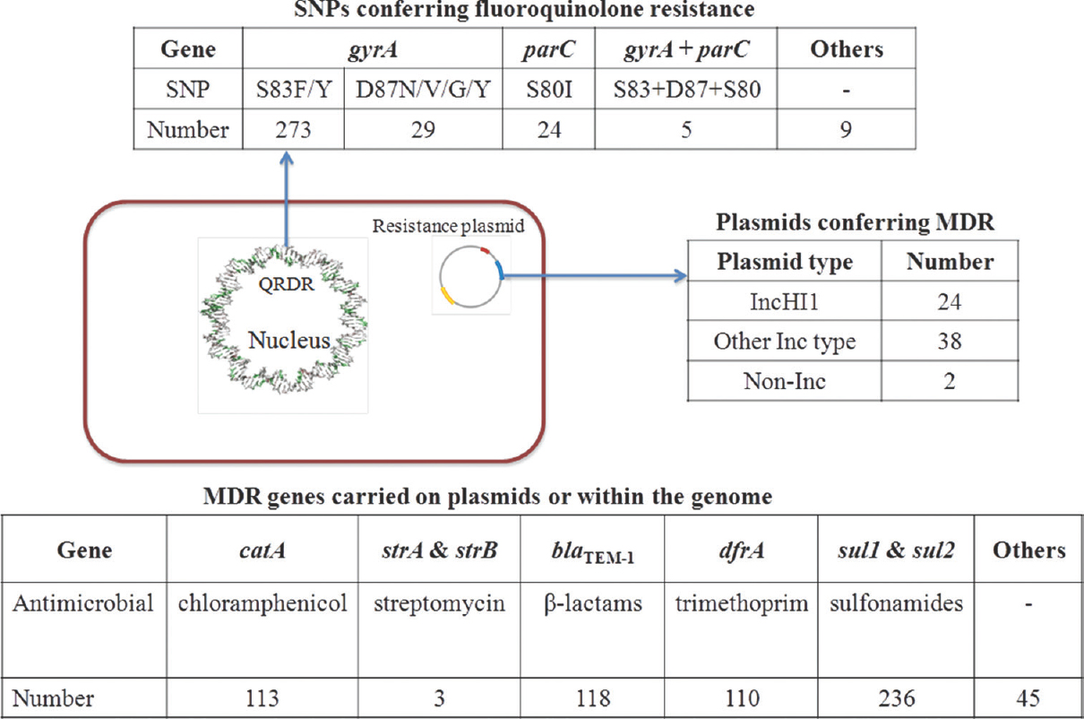 Molecular determinants of AMR in enteric fever isolates from India. Fluoroquinolone resistance occurs through mutational DNA gyrase enzyme of the bacteria which is encoded by gyrA, gyrB, parC and parE genes (quinolone resistance-determining region). Number refers to the number of isolates harbouring the respective determinant of antimicrobial resistance as identified through the review. Amino acids: S, serine; F, phenylalanine; Y, tyrosine; D, asparagine; N, aspartic acid; I, isoleucine.