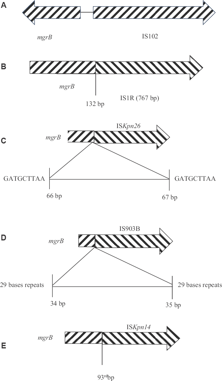 (A) Insertion sequence (IS) associated with mgrB in Kp2; (B) IS1R inserts at 132nd position in mgrB in Kp7; (C) Insertion of ISKpn26 between 66th and 67th bases of mgrB in Kp14 with repeats of 9 bases; (D) Insertion of IS903B between 34th and 35th bases of mgrB in Kp19 with repeats of 29 bases; (E) Insertion of ISKpn14 at 93rd position of mgrB in Kp20.