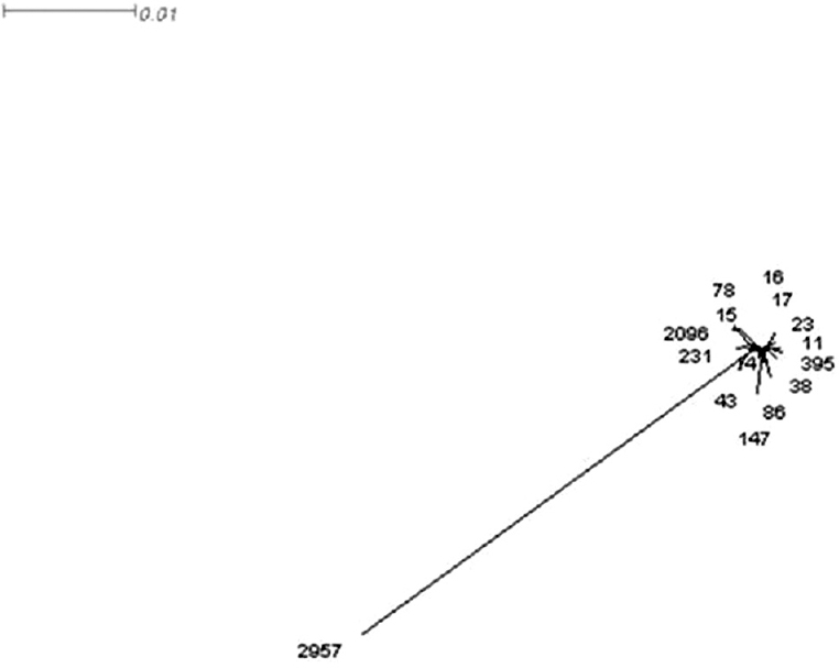Splits Tree for the clonal types identified among colistin-resistant Klebsiella pneumoniae. Fifteen clonal types identified in the study were closely related forming a cluster while ST2957 was distinct. The tree was constructed based on seven housekeeping genes.