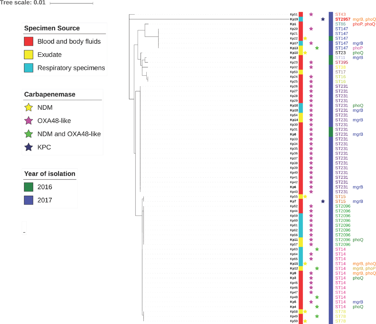 Maximum likelihood tree for colistin-resistant Klebsiella pneumoniae using concatenated sequences of seven multilocus sequence typing genes.