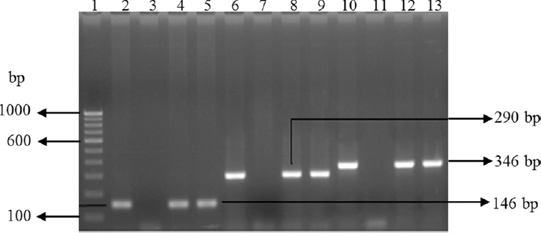 Gel-electrophoresis of PCR amplified products of Escherichia coli and Salmonella isolates. Lane1: 100 bp DNA ladder; lane 2: uidA gene-positive control (E. coli); lane 3: uidA gene-negative control (E. coli); lanes 4 & 5: uidA gene-positive E. coli isolates; lane 6: positive control for invA gene (Salmonella); lane 7: negative control for invA; lanes 8 & 9: invA gene-positive Salmonella isolates; lane 10: positive control for hns gene (Salmonella); lane 11: negative control for hns gene; lanes 12-13: hns gene-positive Salmonella spp. isolates.