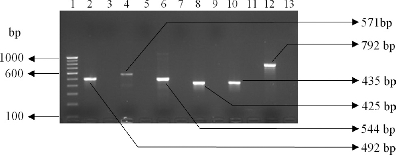 Detection of PCR amplified products of antibiotic resistance genes. Lane 1: 100 bp DNA ladder; lane 2: tetA (492 bp); lane 4: tetB (571 bp); lane 6: tetE (544 bp); lane 8: sul1 (425 bp); lane 10: sul2 (435 bp); lane 12: sul3 (792 bp); lane 14: 500 bp DNA ladder and lanes 3, 5, 7, 9, 11, 13: negative controls.