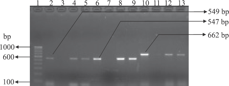 Gel-electrophoresis of PCR amplified products of chloramphenicol-resistant isolates. Lane 1: 100 bp DNA ladder; lane 2: cat1 gene-positive control; lane 3: cat1 gene-negative control; lanes 4-5: cat1 gene-positive isolates; lane 6: positive control for cat2 gene; lane 7: negative control for cat2 gene; lanes 8-9: cat2 gene-positive isolates; lane 10: positive control for cmlA gene; lane 11: negative control for cmlA gene; lane 12-13: cmlA gene-positive isolates.