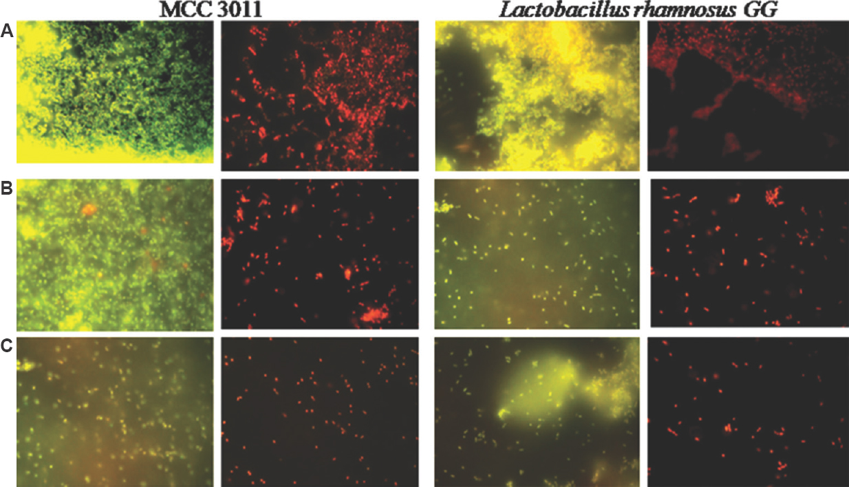 Fluorescent images of Lactobacillus rhamnosus GG (control) and Lactobacillus plantarum MCC3011 (Test) (A) 48 h mature biofilms in phosphate buffered saline, (B) DNase I-treated and incubated for one hour, (C) proteinase K-treated and incubated for one hour. The cells viewed under fluorescent filters (3) with ×100 magnification and scale (2 μ).