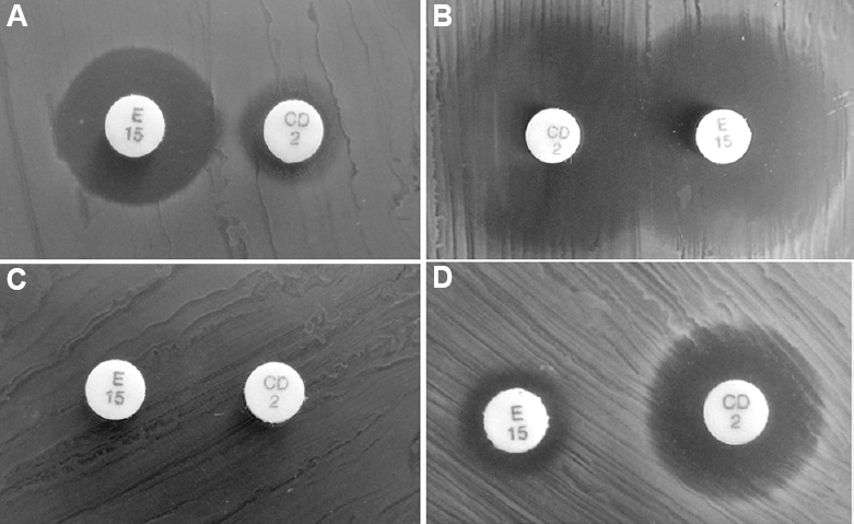 Evaluation of phenotypic MLSB heterogenicity in Pediococcus pentosaceus isolates. The double disc diffusion was performed using erythromycin disc ER15 (15 μg) and clindamycin disc CD 2 (2 μg) (A) Lincosamide (L) phenotype [Erythromycin sensitive (ERYS) and cindamycin intermediate resistant (CLDIR)]; (B) Sensitive (S) phenotype (ERYS and CLDS); (C) cMLSB phenotype (ERYR and CLDR); (D) M phenotype: (ERYIR) and (CLDS); MLSB, macrolide-lincosamide-streptogramin B; cMLSB, constitutive-macrolide, lincosamide and streptogramin B phenotype.