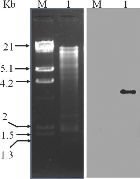 Localization of erm(B) gene in transconjugant Enterococcus faecalis JH2-2 and antibiotic transferability of P. pentosaceus. Southern blot analysis of the total genomic DNA from E. faecalis JH2-2 digested with BamHI and hybridized with internal fragment of erm(B) gene obtained by PCR and labelled with digoxigenin. Lane M: HindIII digested λ-DNA marker; lane 1: BamHI digested total genomic DNA of transconjugant E. faecalis JH2-2 after conjugation (left). Positive Southern hybridization of erm(B) probe with the digested DNA fragment (right) indicating the transfer of erm(B) gene from P. pentosaceus IB6-2B isolate to E. faecalis JH2-2 during conjugation.
