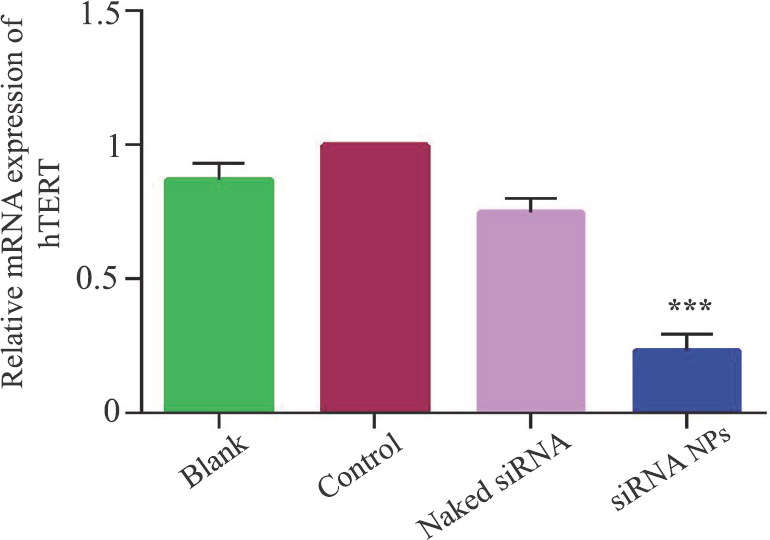 Human telomerase reverse transcriptase mRNA expression measured by reverse transcriptase-polymerase chain reaction in HeLa cells. Values are mean ± standard deviation of five independent tests. ***P<0.001 compared to control. NPs, nanoparticles.