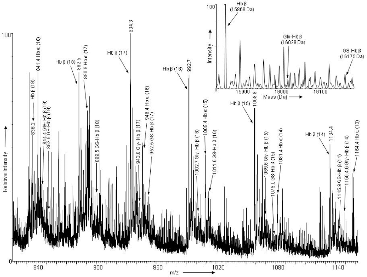 Electrospray ionization mass spectra of intact alpha and beta globin chains of haemoglobin obtained from a patient with major depressive disorder: The charge states (parenthesis) of Hbα, Hbβ, glutathionylated haemoglobin beta (GS-Hbβ) and glycated haemoglobin beta (Gly-Hbβ) are labelled. The deconvoluted mass spectra of Hbβ, GS-Hbβ and Gly-Hbβ are shown as inset.
