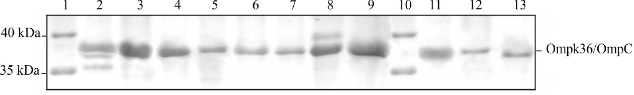 Representative photograph of sodium dodecyl sulphate-polyacrylamide gel electrophoresis (SDS-PAGE) of extracted outer membrane proteins (OMPs) exhibiting reduced expression of Ompk36/OmpC among Group I compared to Group II isolates. Lanes 1 and 10: Pre-stained protein marker, lanes 2-4: Ompk36 of carbapenem non-resistant (Group II) Klebsiella spp., lanes 5-7: Ompk36 of carbapenem-resistant (Group I) Klebsiella spp., lanes 8-9: OmpC of carbapenem non-resistant (Group II) E. coli and lanes 11-13: OmpC of carbapenem-resistant (Group I) E. coli.