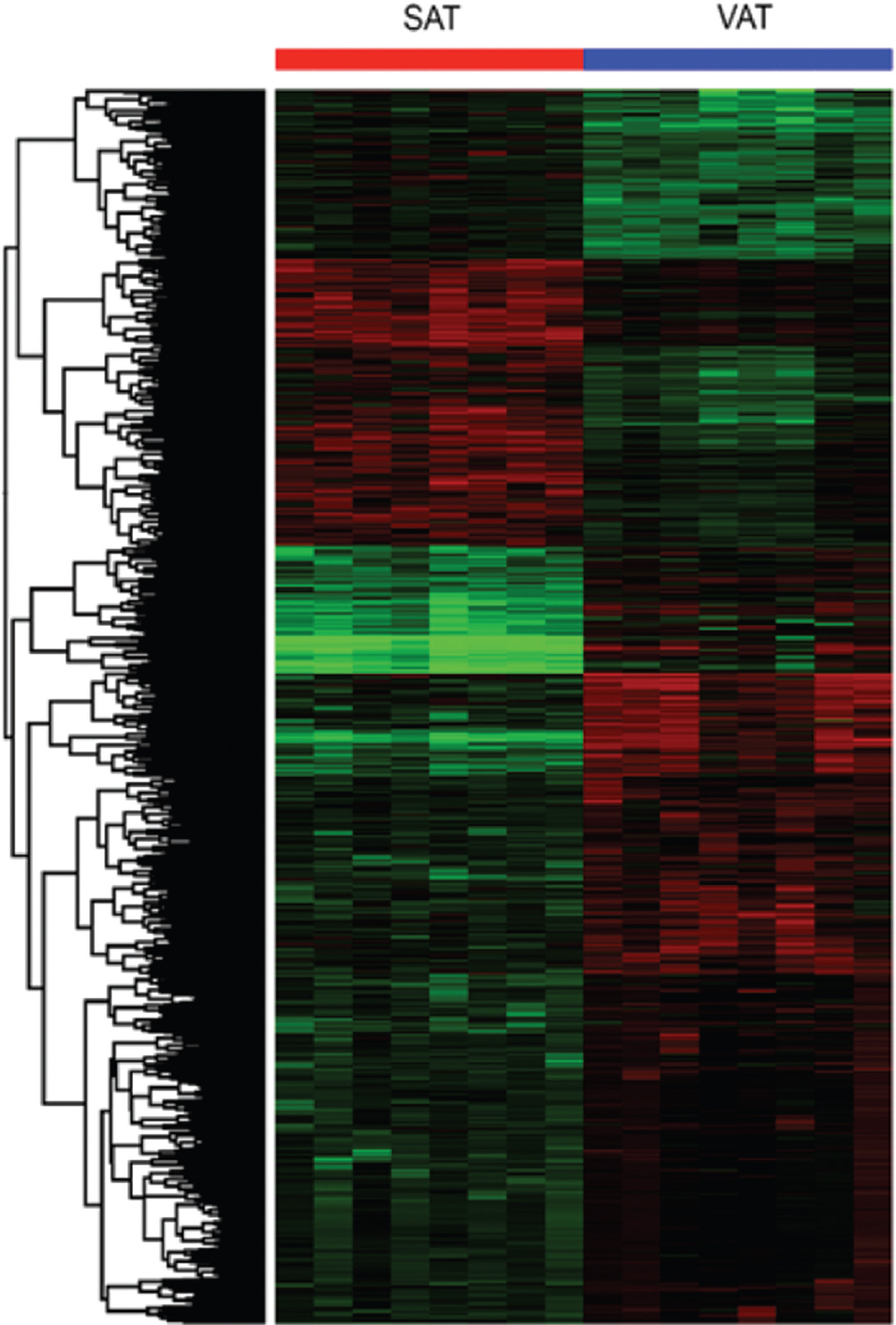 Hierarchical cluster analysis of subcutaneous adipose tissue and visceral adipose tissue microarrays.