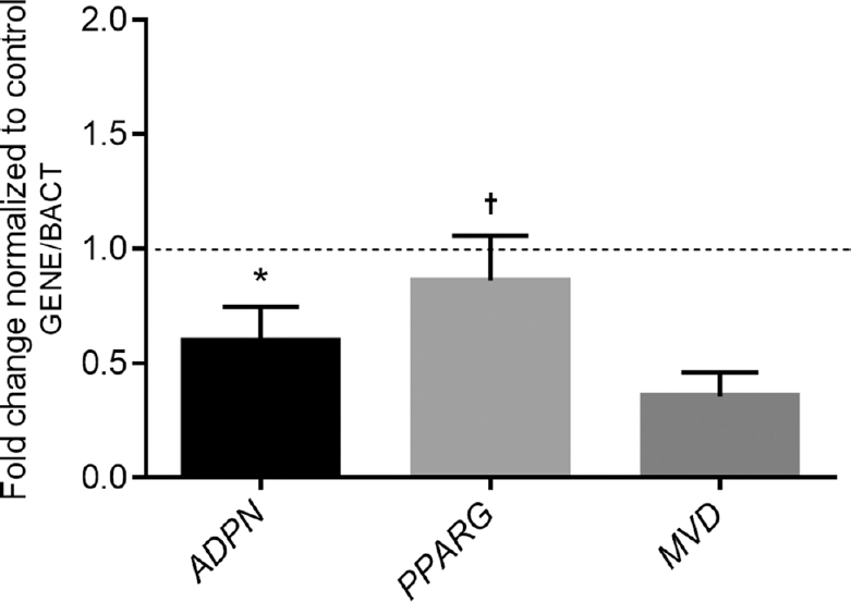 Relative expression levels of selected studied genes in subcutaneous adipose tissue from obese individuals (n=37) and normal weight individuals (n=35). The data are expressed as fold changes relative to the control group or normal weight individuals (dashed line), taken as 100 per cent or 1.0. Differences between groups were assessed using ANOVA with Bonferroni post hoc analysis, *P<0.05 vs. MVD gene expression and †P<0.05 vs. ADPN and MVD gene expressions.