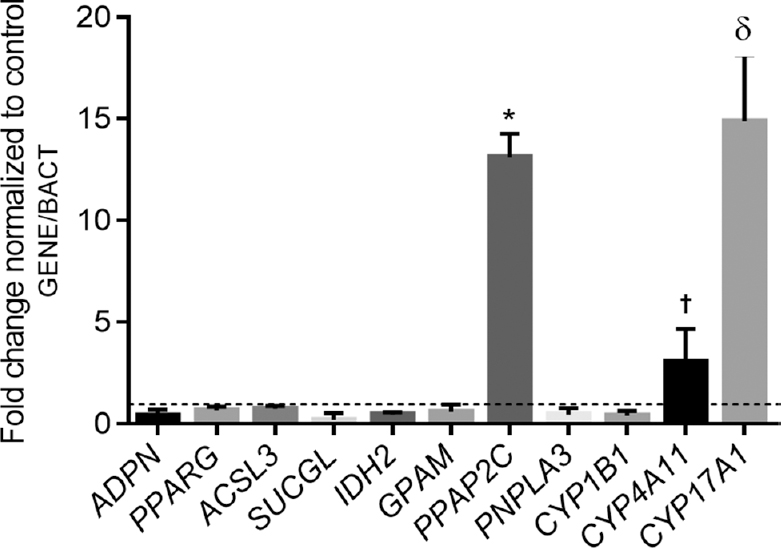 Relative expression levels of selected studied genes in visceral adipose tissue from patients with obesity (n=37) and normal weight individuals (n=35). The data are expressed as fold changes relative to the control group or normal weight individuals (dashed line), taken as 100 per cent or 1.0, respectively. Differences between groups were assessed using ANOVA with Bonferroni post hoc analysis.*P<0.05 vs. ADPN, PPARG, ACSL3, IDH2, GPAM, PNPLA3 and CYP1B1 gene expressions,†P<0.05 vs. ADPN, PPARG, ACSL3, SUCGL, IDH2, GPAM, PPAP2C, PNPLA3 and CYP1B1 gene expressions and δP<0.05 vs. ADPN, PPARG, ACSL3, SUCGL, IDH2, GPAM, PPAP2C, PNPLA3, CYP1B1 and CYP4A11 gene expressions.