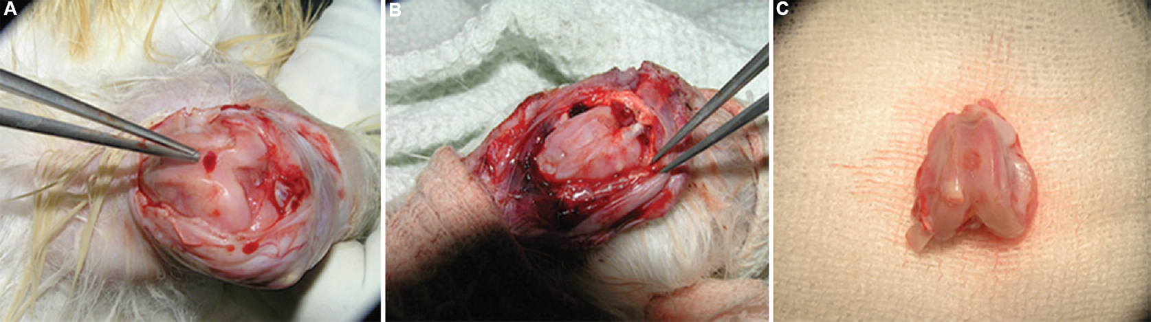 Perioperative photograph showing (A) 3.5 mm chondral defect created in the trochlear groove of the right knee joint (B) chondral defect filled with cells and covered with periosteal patch (C) 12 wk postoperative gross appearance of the transplanted site (R3) showing healing of the defect.