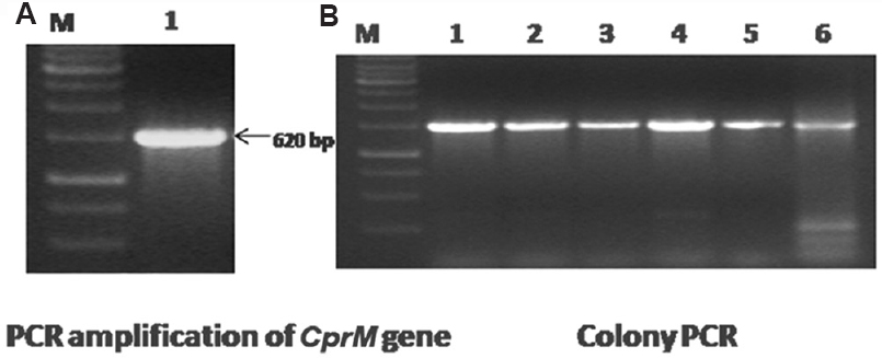 (A) Polymerase chain reaction amplification of the WNV- CprM gene. Lane M, 1 kb DNA ladder; lane 1, amplified product of 620 bp of the CprM gene. (B) Confirmation of recombinant clones by colony lysis polymerase chain reaction. Lane M, 1 kb DNA ladder; lanes 1-6, amplified products of 620 bp represent recombinant CprM clone.