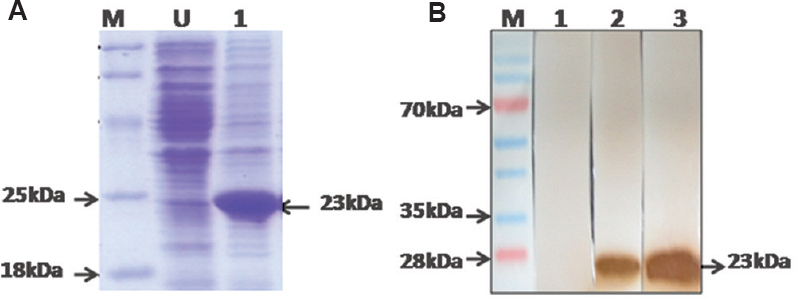 (A) Sodium dodecyl sulphate polyacrylamide gel electrophoresis analysis of rWNV-CprM protein expression. Lane M, unstained protein marker; lane U, uninduced recombinant clone; lane 1, induced recombinant clone. (B) Western blot analysis of the recombinant protein showing reaction at approximately 23 kDa. Lane M, prestained protein marker; lane 1, reaction with pre-immunized control rabbit serum; lane 2, showing their action with the anti-West Nile rabbit antibody; lane 3, showing the reaction with the anti-His antibody.