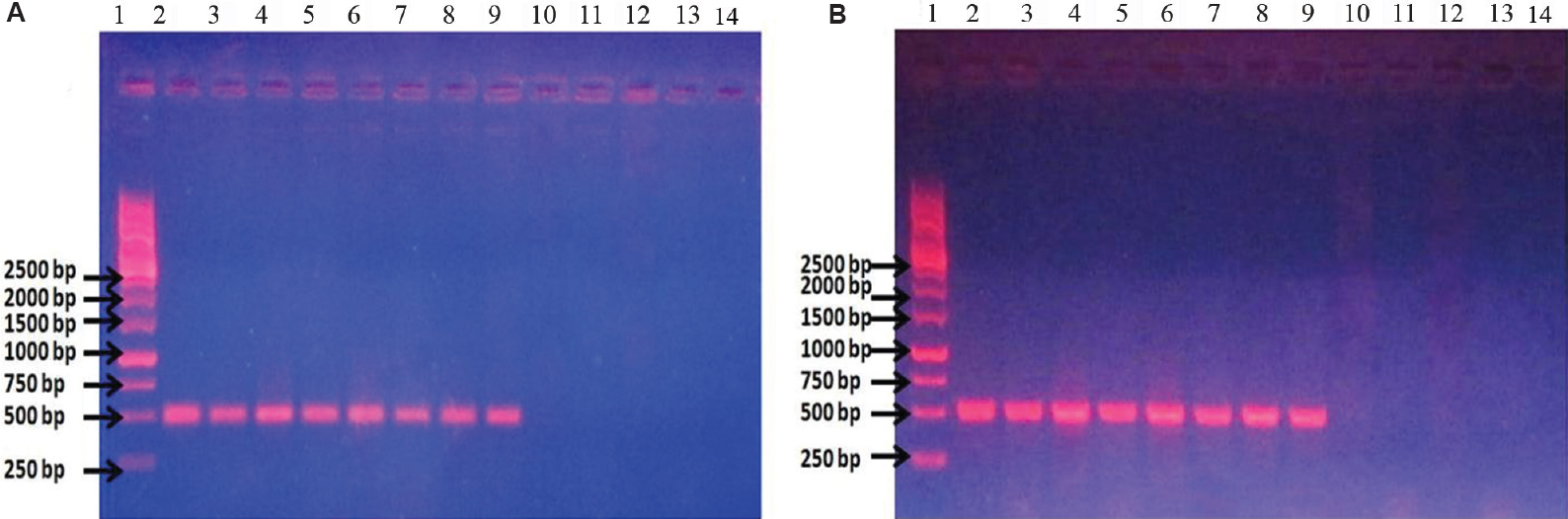 (A) Conventional wet mix PCR with malB primers. Lane 1: ladder; lanes 2 and 3: Escherichia coli DH5α DNA; lanes 4 and 5: uropathogenic E. coli (UPEC) U110 DNA; lanes 6 and 7: UPEC U111 DNA; lanes 8 and 9: UPEC U310 DNA; lanes 10 and 11: Pseudomonas sp. DNA; lanes 12 and 13: Klebsiella pneumoniae DNA; lane 14: blank. (B) Dry-reagent PCR with malB primers. lane 1: ladder; lane 2: E. coli DH5α DNA; lane 3: E. coli DH5α culture; lane 4: UPEC U110 DNA; lane 5: UPEC U110 culture; lane 6: UPEC U111 DNA; lane 7: UPEC U111 culture; lane 8: UPEC U310 DNA; lane 9: UPEC U310 culture; lane 10: Pseudomonas sp. DNA; lane 11: Pseudomonas sp. culture; lane 12: K. pneumoniae DNA; lane 13: K. pneumoniae culture; lane 14: blank.