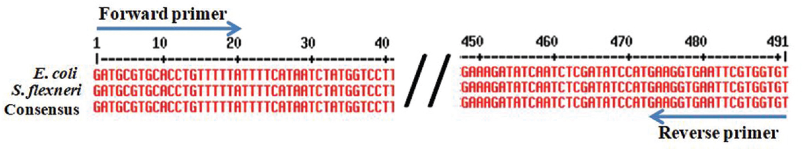 Multiple sequence alignment of Escherichia coli (accession no. LT615379) and Shigella sp. (accession no. CP014768) and their consensus sequence. Arrow marks indicate the forward and reverse primer.