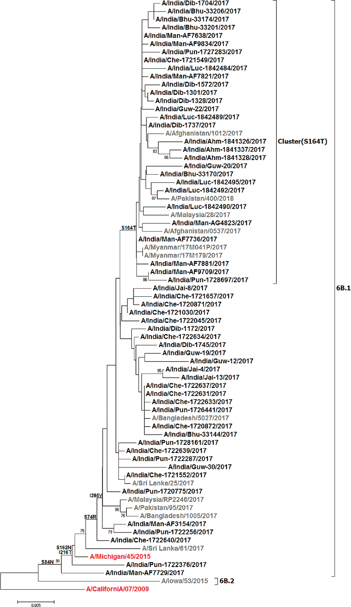 Phylogenetic analysis of the HA gene of A(H1N1)pdm09 2017 strains from India. The phylogenetic tree was constructed using the MEGA6 software with the neighbour-joining method. The Indian strains are represented in black and global representative strains in grey. The vaccine components are indicated in red; the scale bar indicates the nucleotide substitutions per site.