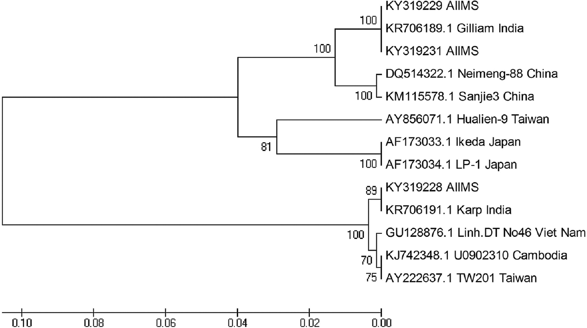 Phylogenetic analysis of Orientia tsutsugamushi clinical isolates. The tree is drawn to scale, with branch lengths in the same units as those of the evolutionary distances used to infer the phylogenetic tree.