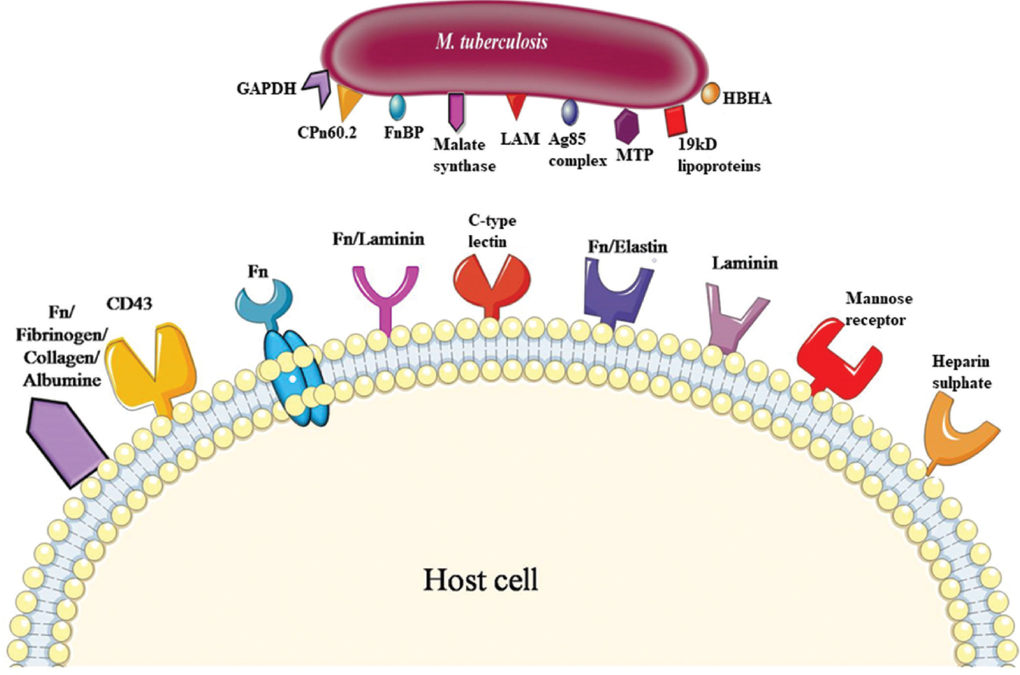 Illustrative representation of mycobacterial adhesions and their respective receptors on host cell (Structures portrayed here do not necessarily imitate the actual receptor structure). GAPDH, glyceraldehyde 3-phosphate dehydrogenase; CPn60.2, chaperonin 60.2; FnBP, fibronectin binding protein; LAM, lipoarabinomannan; Ag 85, antigen 85 complex; MTP, Mycobacterium tuberculosis pili; HBHA, heparin-binding hemagglutinin A; Fn, fibronectin.