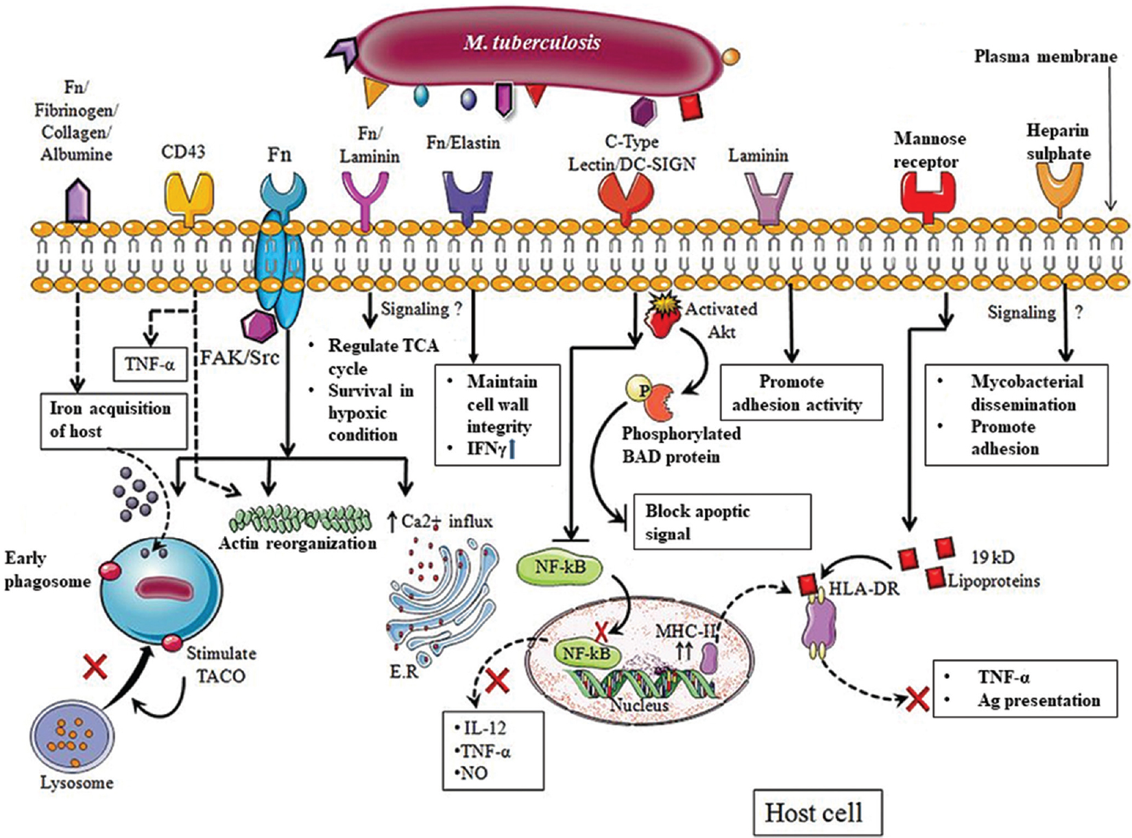 Schematic representation of signalling induced by adhesion molecules inside the host cell. Glyceraldehyde 3-phosphate dehydrogenase (GAPDH) binding to fibrinogen (Fn) on the host cell induces the uptake of iron which is to be acquired by the host cell for its own use. Cpn60.2 binding to CD43 induces interferon-γ (IFN-γ) production and also leads to actin reorganization. Adhesion of fibronectin-binding protein (FnBP) to fibronectin stimulates FAK/Src kinase which also leads to actin reorganization and also recruits tryptophan aspartate containing coat protein to early phagosome and prevents its fusion with lysosome. It also triggers calcium upregulation. Malate synthase binding with fibronectin or laminin has been shown. It mainly helps bacteria to survive under hypoxic conditions inside the host cell. Antigen-85 complex binding with fibronectin/elastin induces interferon-γ (IFN-γ) which indicates that it also participates in host cell signalling mechanism. Binding of lipoarabinomannan to C-type lectin/DC-SIGN stimulates Akt protein which phosphorylates Bad protein, and hence, the intrinsic apoptotic pathway is blocked. Mycobacterium tuberculosis pili binding to laminin promotes strong adhesion activity; 19 kDa protein binds with mannose receptor and blocks human leukocyte antigen-antigen D-related (HLA-DR) protein present on major histocompatibility complex II (MHC-II) and leads to delayed antigen presentation. Heparin-binding haemagglutinin binds to heparin present on host cell and triggers mycobacterial dissemination which is important for its survival inside the host cell.