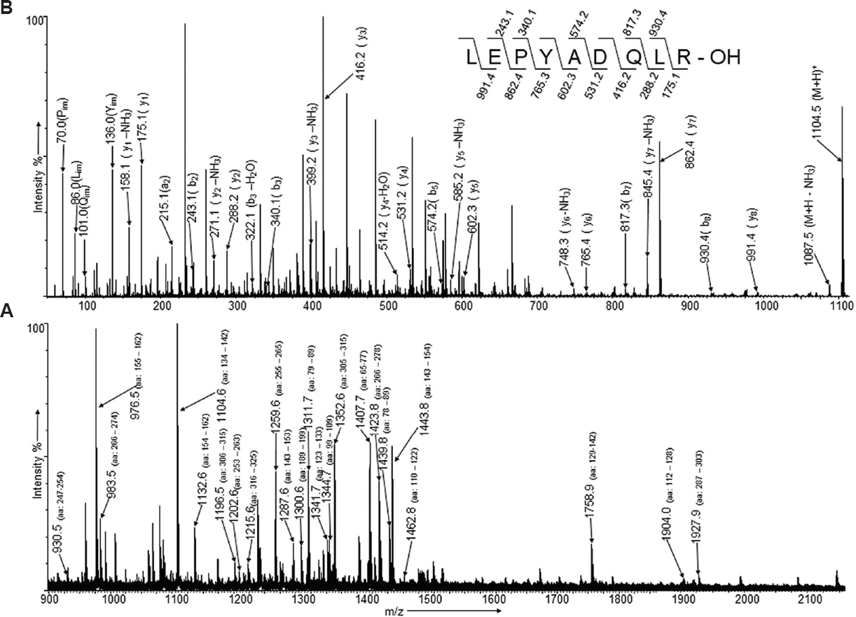 MALDI mass spectra of tryptic digest of spot 62. (A) MALDI mass spectra of the tryptic peptides obtained from the in-gel digestion of spot 62. (B) Tandem mass spectra of the peptide with 1104.5 m/z with series of ‘b’, ‘y’ ions and neutral loses are labelled along with the sequence of the precursor peptide ion, obtained from tandem mass spectra is shown as inset.