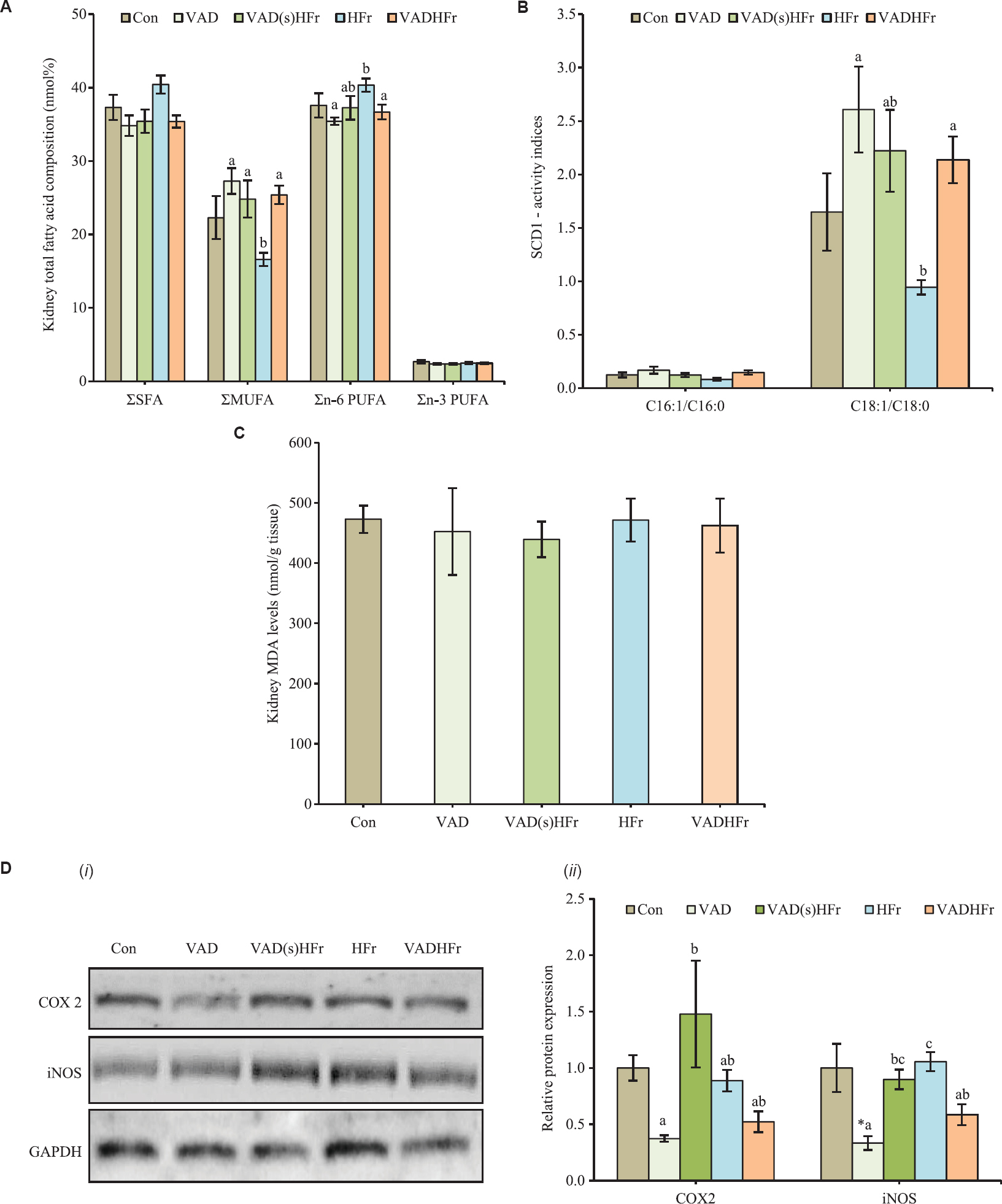 Impact of vitamin A-deficient diet on kidney biochemistry. (A) Total fatty acids of various classes, (B) desaturase activity indices, (C) malondialdehyde (MDA) levels, and (D) representative (i) immunoblots, and (ii) densitometry analyses for cyclooxygenase 2 (COX2) and inducible nitric oxide synthase (iNOS). Expression of glyceraldehyde 3-phosphate dehydrogenase (GAPDH) was used as loading control. Values are expressed as means±SEM of 5 rats from each group and 3-4 rats for immunoblot analysis. Data were analyzed by one-way ANOVA with the post hoc Tukey's test. *P≤0.05 compared to control group and values bearing different superscripts are significantly different at P≤0.05 level. Different diets as given in Fig. 1 legend. Σ, sum of saturated fatty acids (SFA) or monounsaturated fatty acids (MUFA) or n-6 polyunsaturated fatty acids (PUFA) or n-3 PUFA.