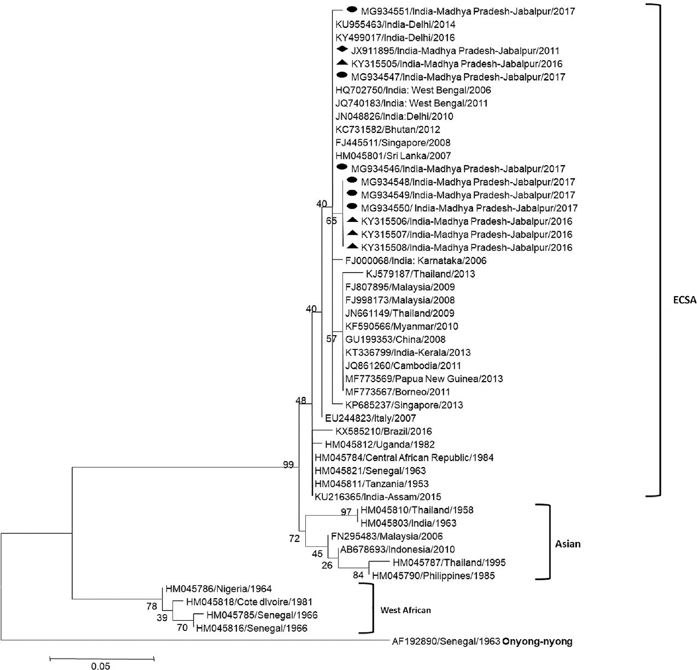 A phylogenetic tree of chikungunya virus E1 gene sequences of 2017 (with circle symbol and in bold) was constructed by using the maximum likelihood method based on the Tamura-Nei model in MEGA5 software. The analysis involved four chikungunya virus E1 gene sequences (with triangle symbol) of 2016 and one (with diamond symbol) of 2011 submitted from Jabalpur, India, and other 38 reference sequences downloaded from National Center for Biotechnology Information database. The strains are represented by their GenBank accession number followed by the country of origin along with State and city followed by the year. Onyong-nyong virus was used as the outgroup.