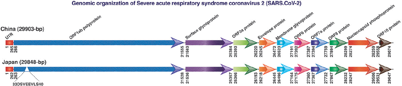 Genomic organization of severe acute respiratory syndrome-coronavirus 2. ORF, open reading frame. Source: Refs 1416.