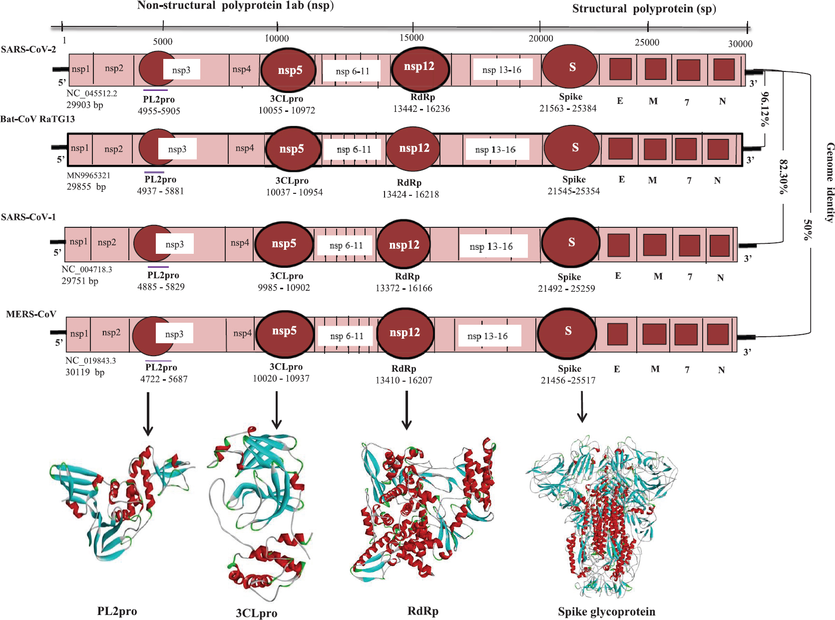 Schematic representation of the genomic organization of severe acute respiratory syndrome coronavirus 2 (SARS-CoV-2) in comparison with bat-CoV RaTG 13, SARS-CoV-1 and Middle East respiratory syndrome coronavirus (MERS-CoV). Below are the modelled three-dimensional structures of the major virus based antiviral targets [3C-like protease (3CLpro), RNA-dependent RNA polymerase (RdRp) and papain-like protease (PL2pro)] based on SARS-CoV-1 templates obtained from Protein Data Bank. Also depicted is structure of the spike glycoprotein of SARS-CoV-2 released recently (6VSB.pdb). Per cent identity between coding regions of the specific viral genomes depicted was calculated using p-distance method of MEGA software v7.0 (https://www.megasoftware.net/). Source: Refs 913.