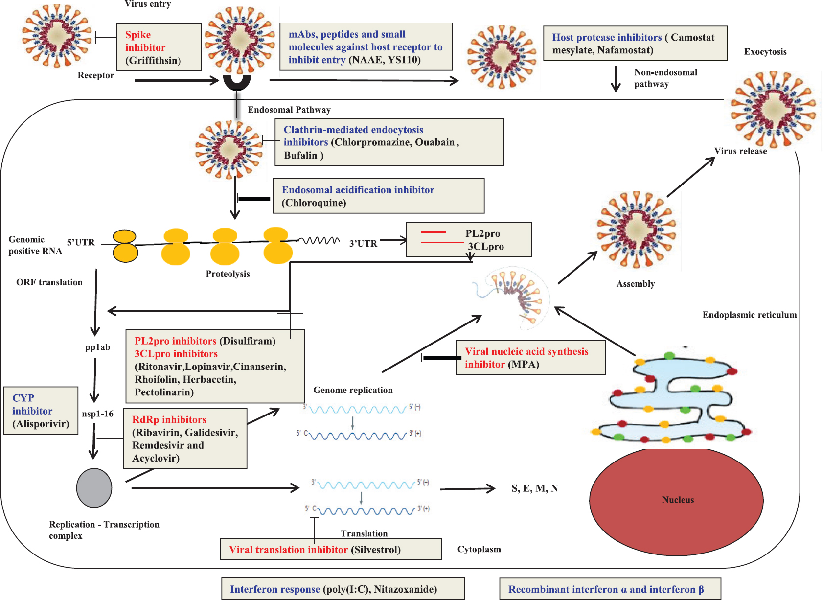 Schematic representation of the coronavirus replication cycle depicting the potential therapeutics against different virus-based (red) and host-based (blue) targets for coronavirus drug repurposing. The drugs effective against the various targets are mentioned in the brackets. 3CLpro, cysteine-like protease; PL2pro, papain-like protease; nsp, non-structural protein; RdRp, RNA-dependent RNA polymerase; pp1ab, polyprotein ab; M, membrane protein; E, envelope protein; S, spike protein; N, nucleocapsid protein; UTR, untranslated region; ORF, open reading frame; MPA, mycophenolic acid; ERK-MAPK, extracellular signal-regulated kinase mitogen-activated protein kinase; poly(I:C), polyinosinic: polycytidylic acid; NAAE, N-(2-aminoethyl)-1-aziridine-ethanamine; YS110, a recombinant humanized IgG1 anti-DPP4 mAb; DPP4, dipeptidyl peptidase 4; CYP, cyclophilin. Source: Refs 8101415161718192021.