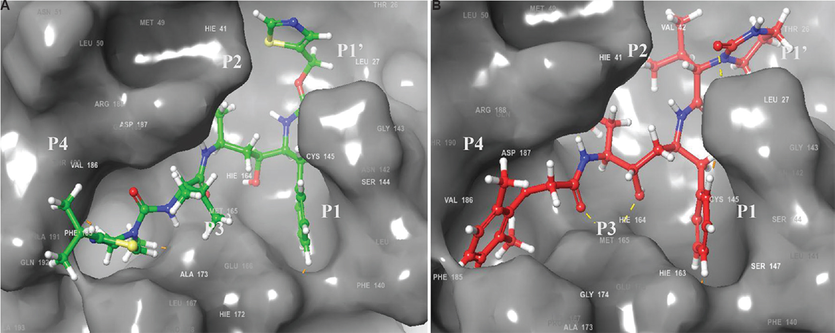 Docking interaction analysis of HIV inhibitors in the substrate binding cavity of modelled severe acute respiratory syndrome coronavirus 2 (SARS-CoV-2) main protease (3C-like protease). (A) ritonavir (Docking score = −11.29 kcal/mol); (B) lopinavir (Docking score = −9.6 kcal/mol). The P4–P1' side chains of the inhibitor are labelled. Comparison of the docked poses of the inhibitors reveals that the occupancy at the respective active site cavity subsites corresponding to P1' and P1 for lopinavir and P3 and P4 for ritanovir that are crucial for competitive inhibition of the polyprotein substrate, are good.