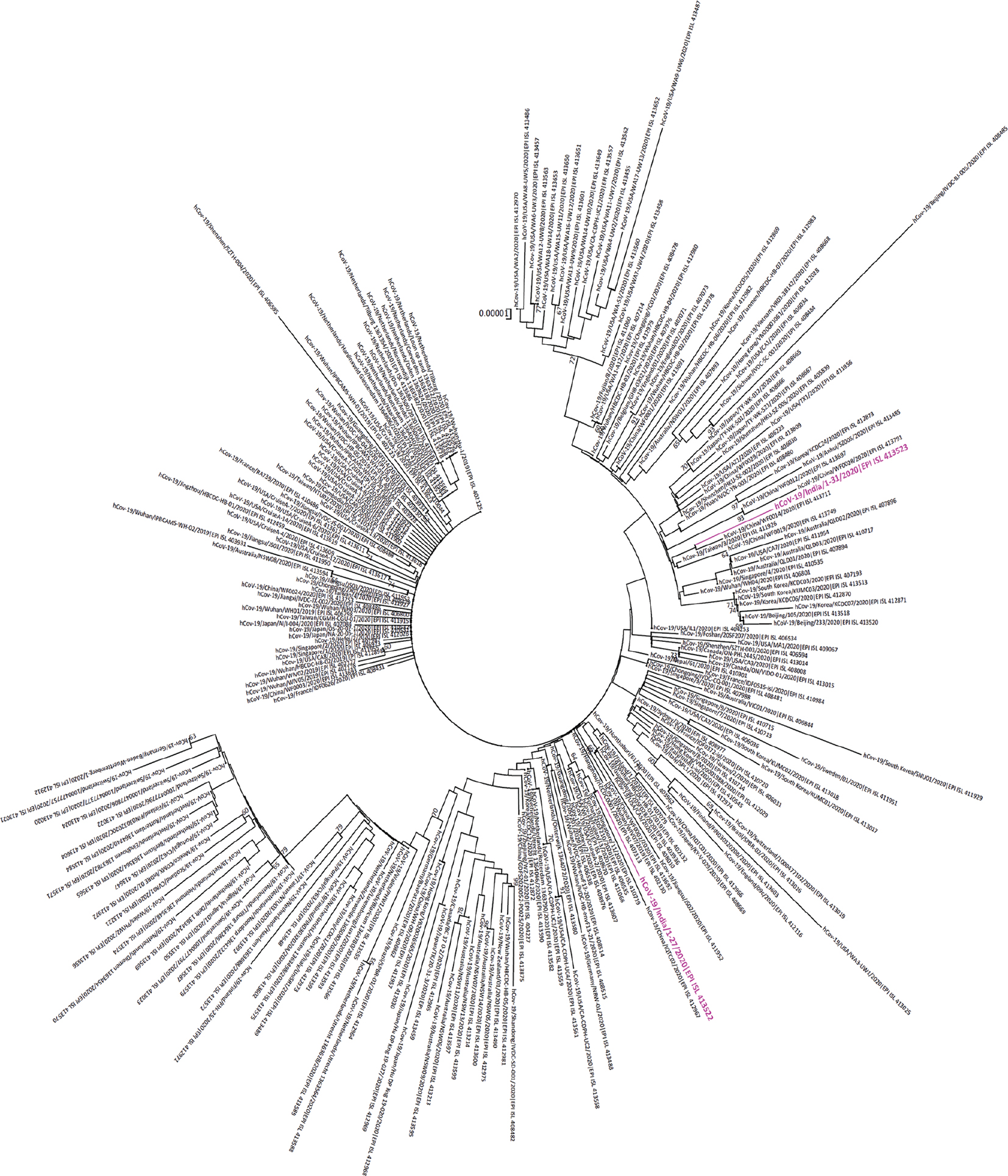 Phylogenetic tree of the complete genomes of severe acute respiratory syndrome coronavirus 2 viruses. Indian viruses are shown in magenta font colour.