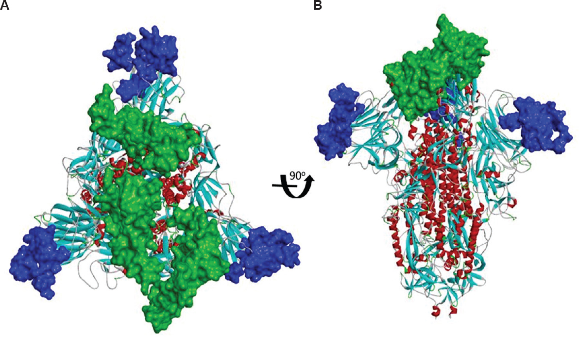 Predicted conformational B-cell epitopes mapped on the pre-fusion structure of the modelled Indian severe acute respiratory syndrome coronavirus 2 spike protein using the pre-fusion structure of severe acute respiratory syndrome-coronavirus-2 (6VSB.PDB) (colour key: blue - epitopes 67-261; green - epitopes 341-507 based on the predicted epitopes as shown in Supplementary Table II). (A) Top view (B) Side view.