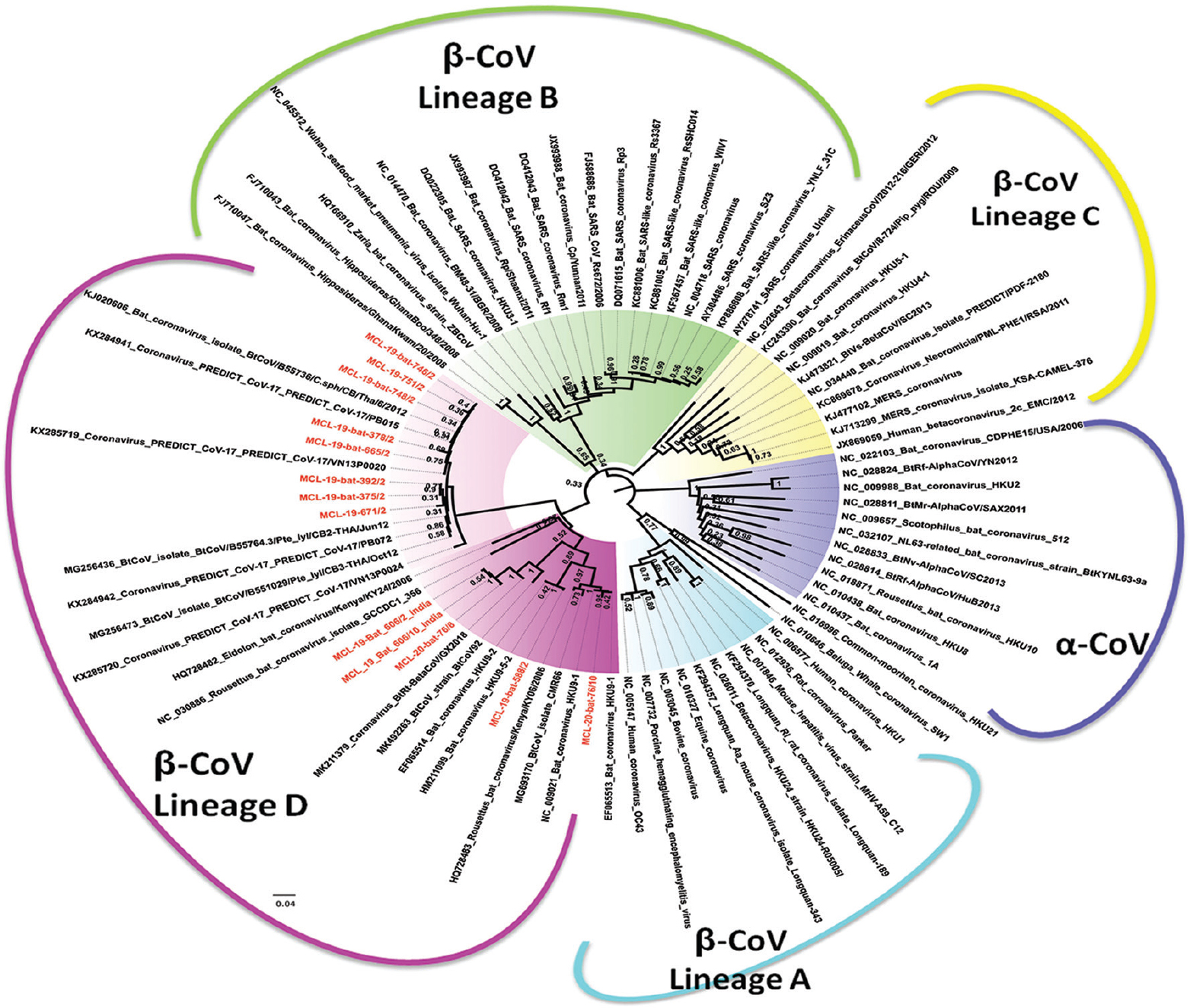 Neighbour-joining tree for the RNA-dependent RNA polymerase (RdRp) partial sequence (genomic location: 14,701-15,120) generated from Sanger sequencing. The tree was constructed using the RdRp sequence available in the GenBank sequences. Kimura 2-parameter model was used as the substitution model to generate the tree. A bootstrap replication of 1000 cycles was performed to generate the tree to assess the statistical robustness.