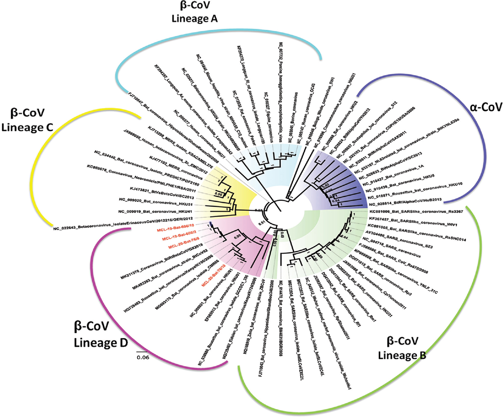 Phylogenetic tree for the complete genome tree: A neighbour-joining tree was generated using the representative complete genome sequence available in the GenBank sequences. Kimura 2-parameter model was used as the substitution model to generate the tree. A bootstrap replication of 1000 cycles was performed to generate the tree to assess the statistical robustness.