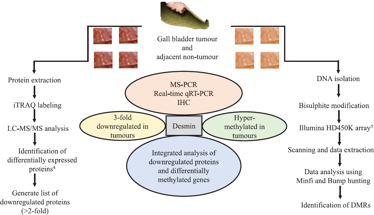 Workflow demonstrating systematic investigations leading to identification of desmin (DES) as an epigenetically regulated gene in gall bladder cancer. MS-PCR, methylation-specific polymerase chain reaction; qRT-PCR, quantitative reverse transcription-polymerase chain reaction; IHC, immunohistochemistry; iTRAQ, isobaric tags for relative and absolute quantitation; LC-MS/MS, liquid chromatography-tandem mass spectrometry; DMRs, differentially methylated regions.