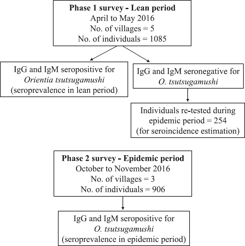 Flow diagram showing sample collection during phase 1 and phase 2 surveys.