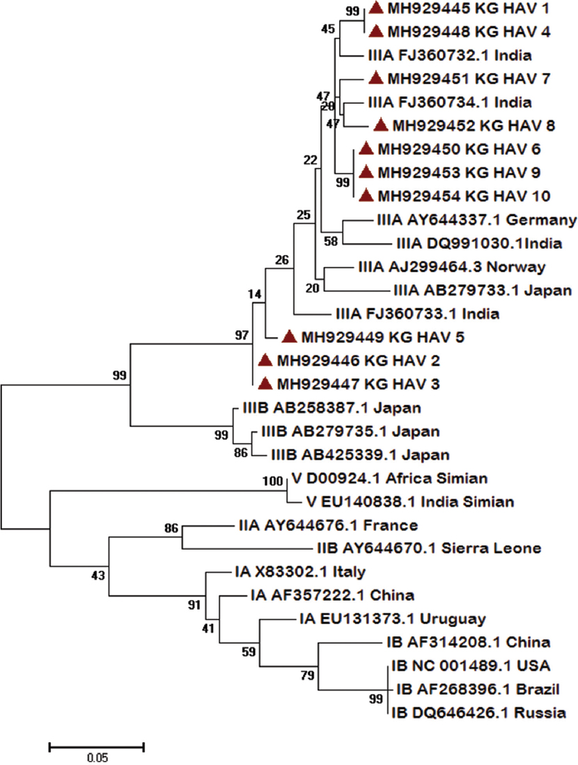 Molecular phylogenetic analysis of 10 representative hepatitis A virus (HAV) strains by maximum likelihood method. Each strain is labelled by GeneBank accession number followed by country. The strains from this study are marked with (▴). The respective genotypes are mentioned with accession number and country. The evolutionary distances were computed using the Maximum Composite Likelihood method and the tree was drawn to scale, with branch lengths measured in the number of substitutions per site. Evolutionary analyses were conducted in MEGA7.
