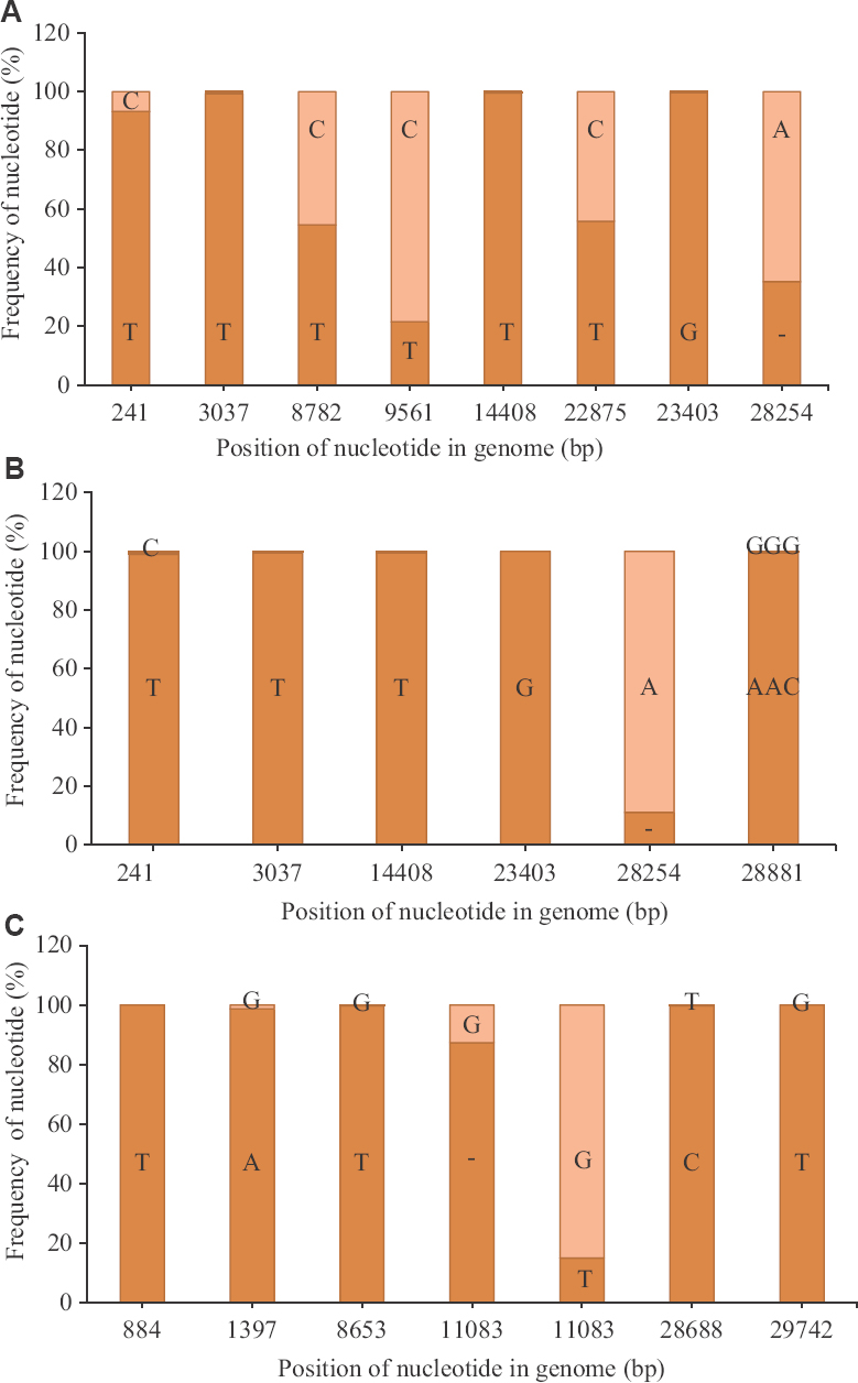 Nucleotide variation in SARS-CoV-2 reads: (A) Average percentage of nucleotide variation at different genomic position observed for more than 50 per cent of the sample set, with respect to the SARS-CoV-2 Wuhan HU-1 strain (accession number: NC_045512) for the reads retrieved from the Italian tourists (n=8); (B) their contacts in India (n=7); and (C) the Indian national sampled at Iran (n=11). The dark orange colour depicts the average frequency of the reads that mapped to the sequences in study, whereas the light orange colour depicts the average frequency for the reference allele.