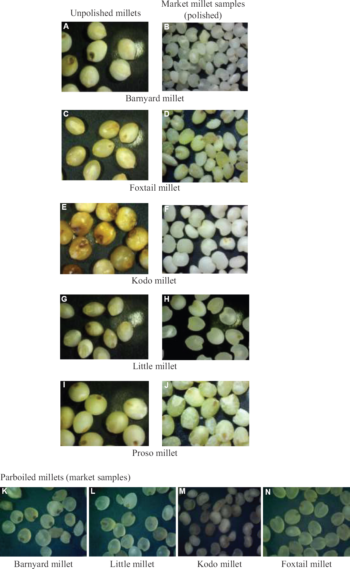 Stereo-zoom microscopic images of unpolished millet and market minor millet raw and parboiled samples.