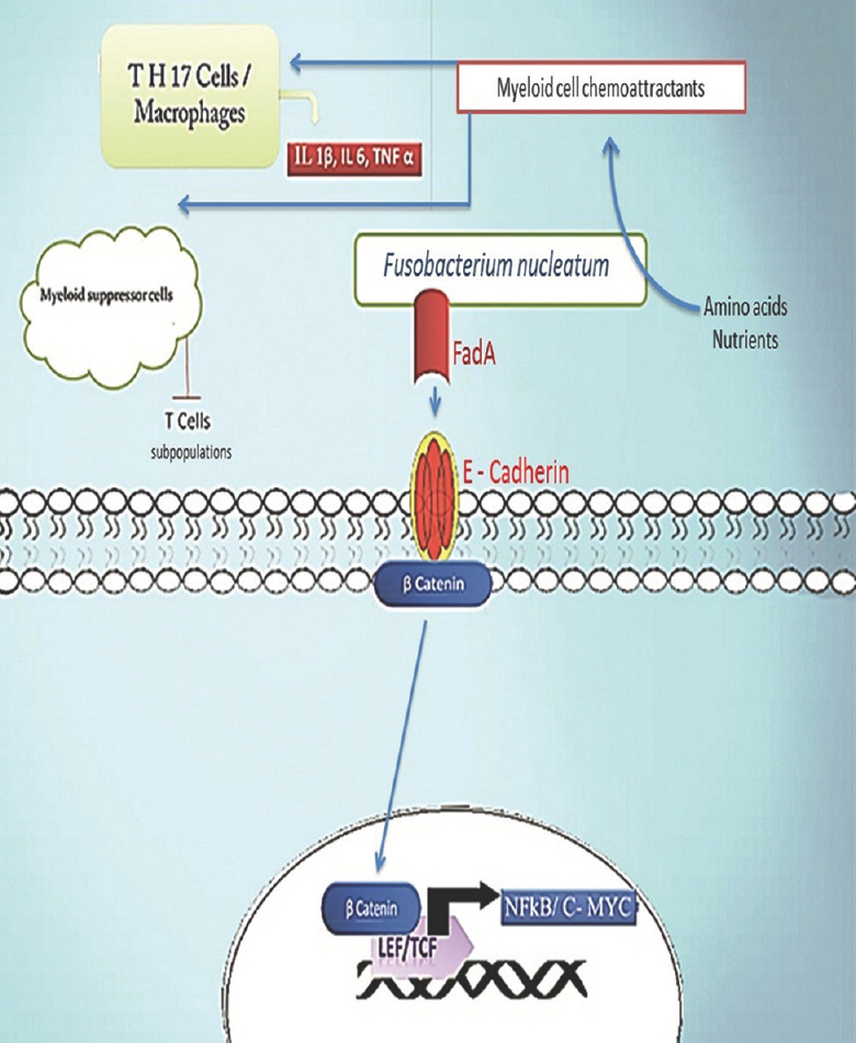 Fusobacterium nucleatum through FadA activates NF- kB and C-MYC transcription factors mediated cell proliferation pathway. Fusobacterium species produces short peptides or short chain fatty acids which act as chemo-attractants, and attracts TH 17 cells and myeloid derived suppressor cells (MDSCs) to the tumour site. TH 17 cells produce interleukin 1 beta (IL-1β), interleukin 6 (IL-6) and tumour necrosis factor α (TNF α), while myeloid suppressor cells suppress some T cell subpopulations such as CD4+ cells in tumour microenvironment. Fusobacterium also leads to the increased presence of tumour associated macrophages near tumour. Fusobacterium express FadA ligand molecules on its surface which binds to E cadherin which is an adhesion molecule in epithelial cells and activates E cadherin mediated β catenin cell proliferation pathway. Activation of β catenin signalling leads to its translocation inside the nucleus where it leads to increase in expression of oncogenes such as C-MYC and NF-kB by binding to coactivator transcription factors lymphoid enhancer factor (LEF) and T cell factor (TCF).