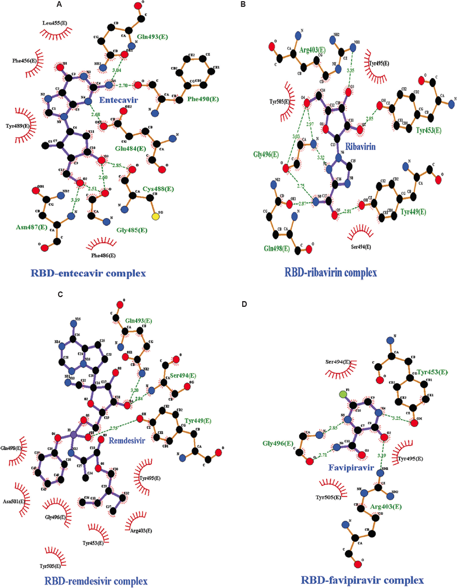 Intermolecular hydrogen bonding, electrostatic and hydrophobic interactions formed between (A) RBD-entecavir complex, (B) RBD-ribavirin complex, (C) RBD-remdesivir complex, (D) RBD-favipiravir complex. The images are drawn by LigPlot+ tool. RBD, receptor-binding domain.