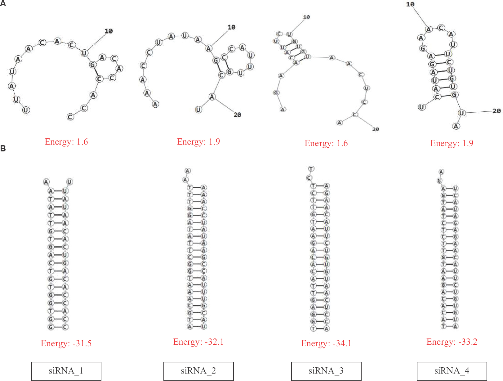 (A) Secondary structure prediction and free energy of folding of the predicted siRNAs. (B) Lowest free energy structure upon binding of the predicted siRNAs with the target sequences.