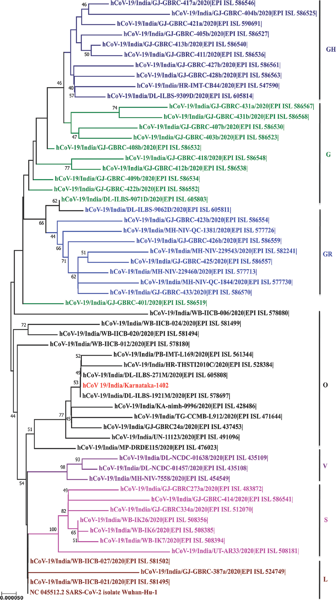 Phylogenetic tree for the SARS-CoV-2 sequences from India along with the retrieved sequence: A maximum likelihood phylogenetic tree based on the HKY model is generated using the MEGA software (https://www.megasoftware.net/). A bootstrap replication of 1000 cycles was performed to assess the statistical robustness of the tree generated. Different clades are marked using colours on branches, and the SARS-CoV-2 sequence retrieved in the study is marked in red. The scale bar represents the branch lengths measured in the number of substitutions per site.